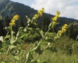 Inula racemosa