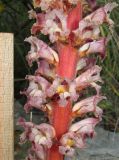 Orobanche laxissima