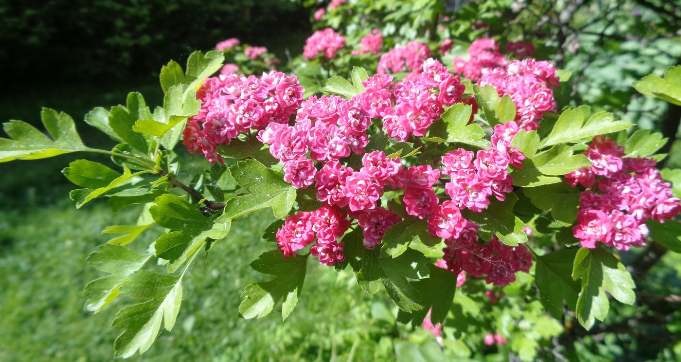 Image of Crataegus &times; media specimen.