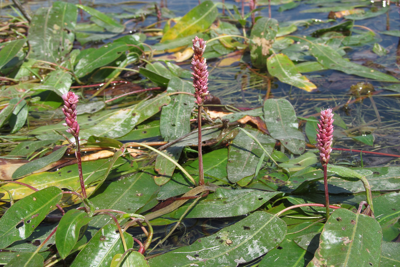 Image of Persicaria amphibia specimen.