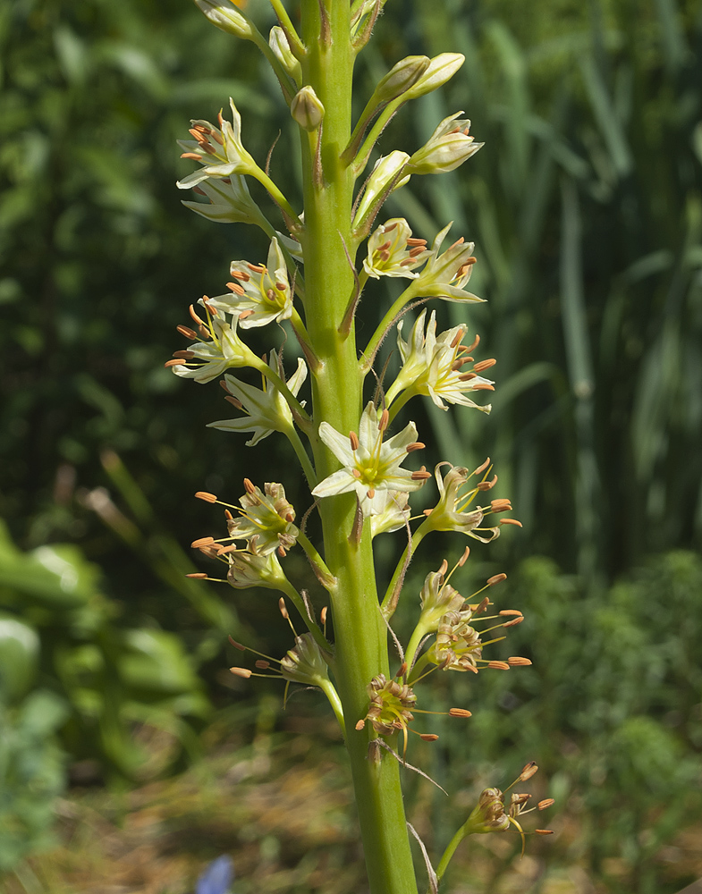 Image of Eremurus spectabilis specimen.