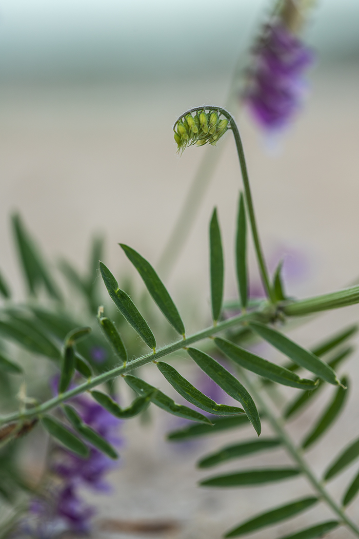 Image of Vicia villosa specimen.