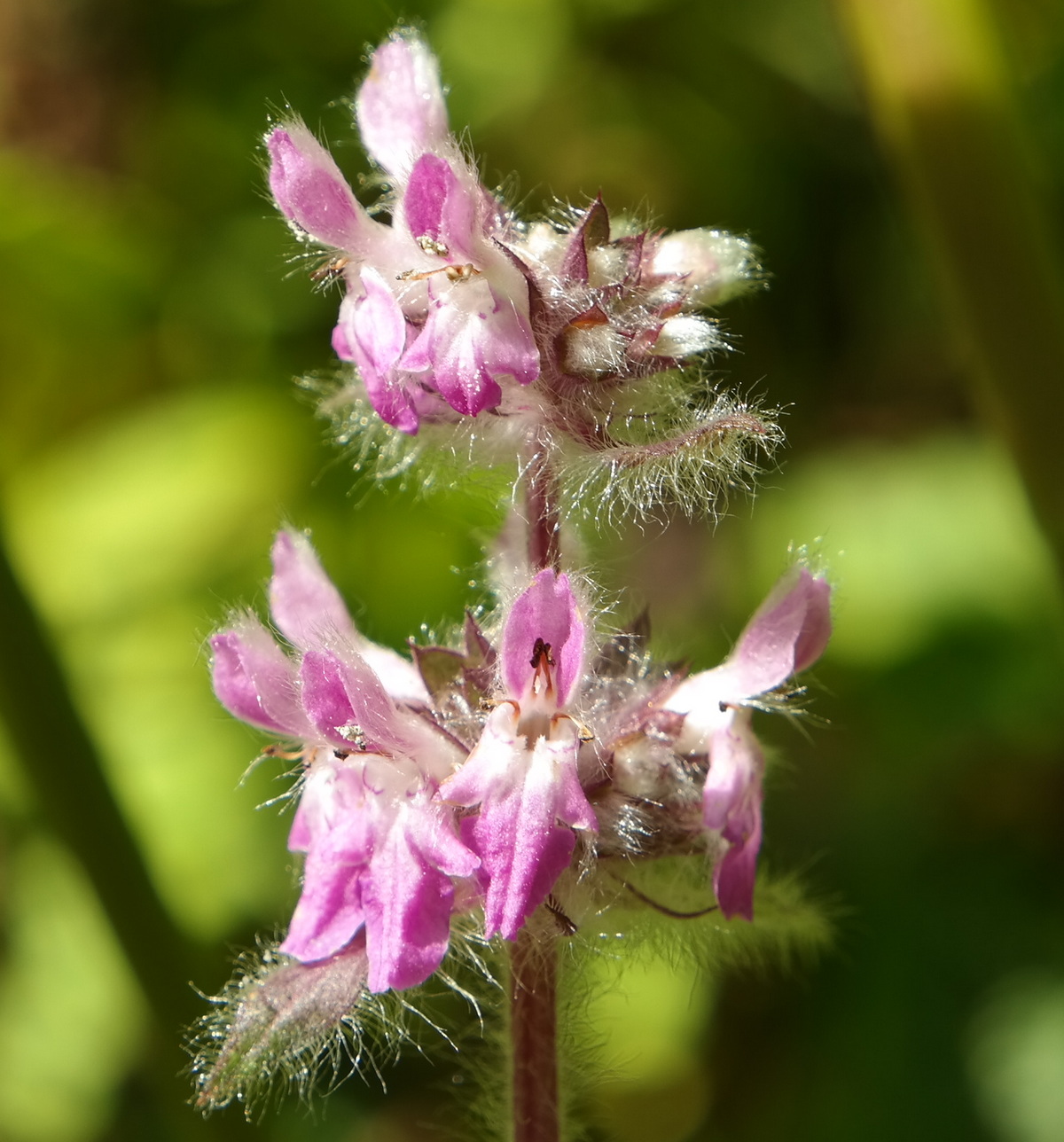 Image of Stachys spectabilis specimen.