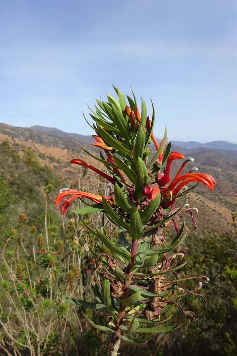 Image of Lobelia excelsa specimen.