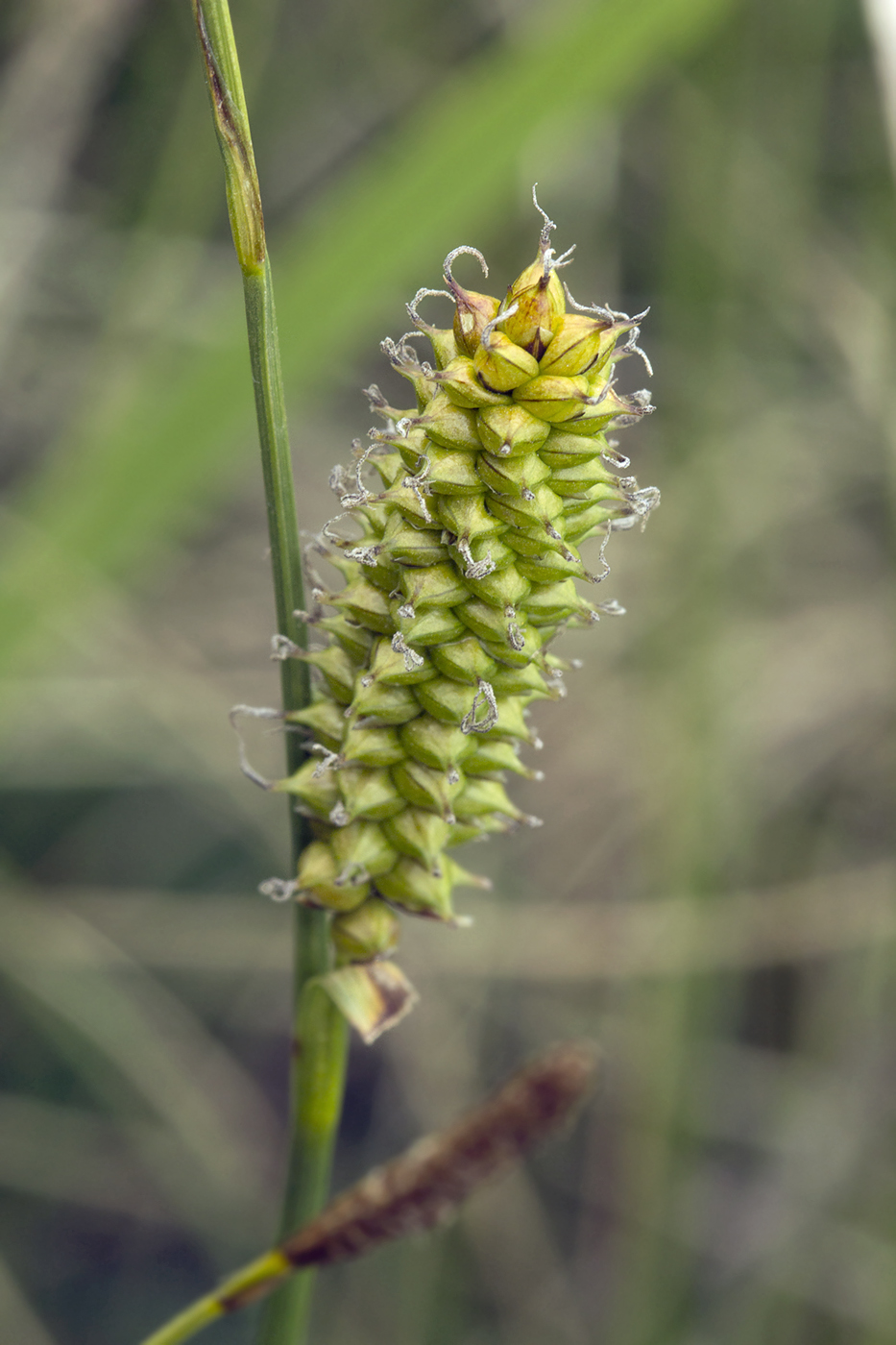 Изображение особи Carex schmidtii.