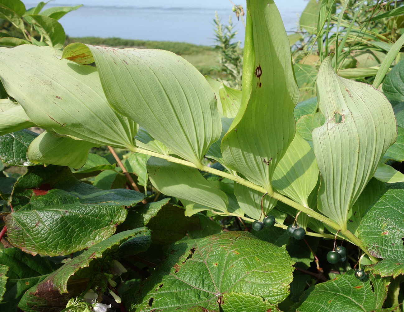 Image of Polygonatum maximowiczii specimen.