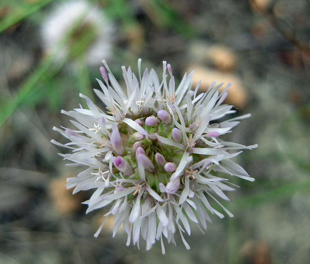 Image of Jasione montana specimen.