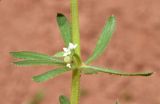 Galium aparine