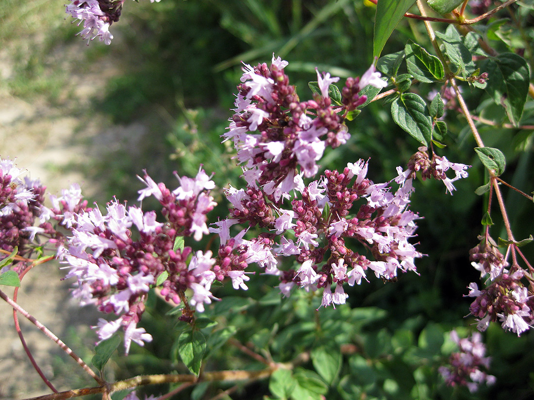 Image of Origanum vulgare specimen.