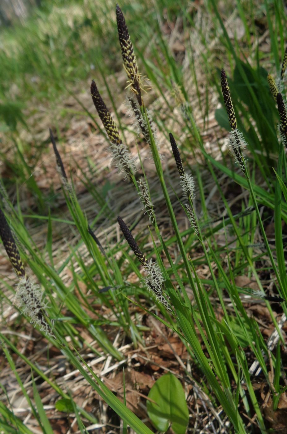 Изображение особи Carex nigra.