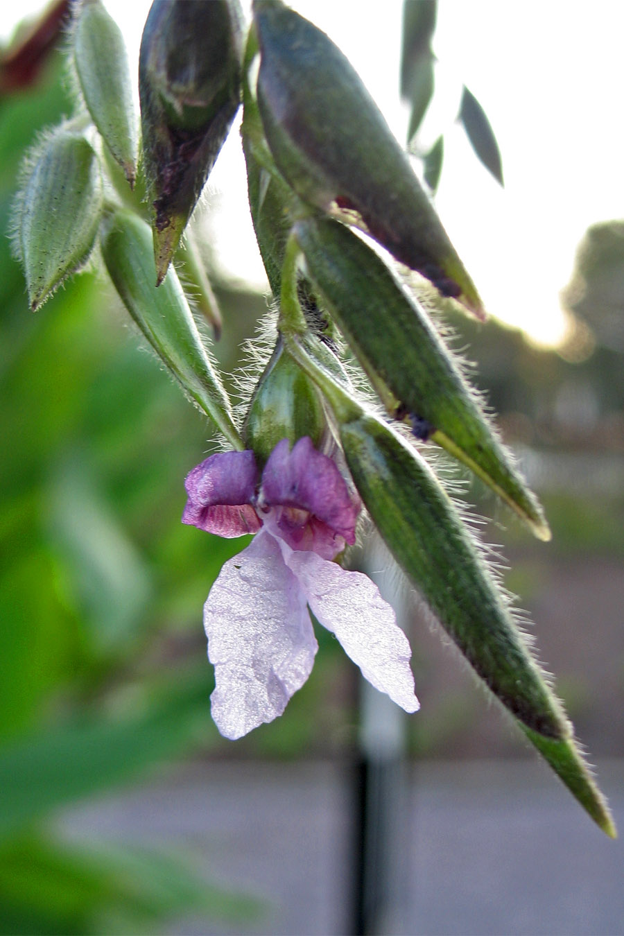 Image of Thalia geniculata specimen.