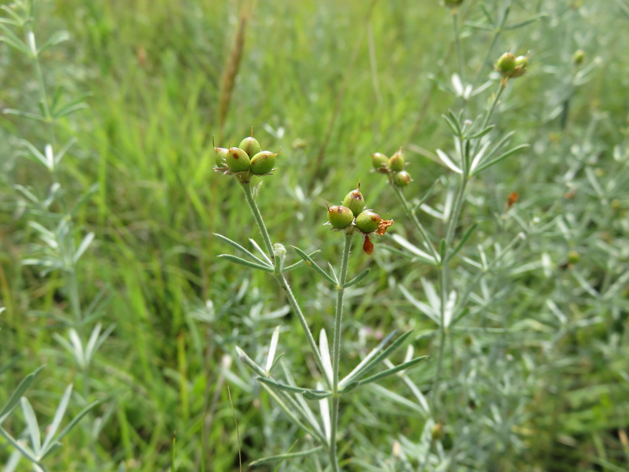 Image of Dorycnium pentaphyllum ssp. haussknechtii specimen.