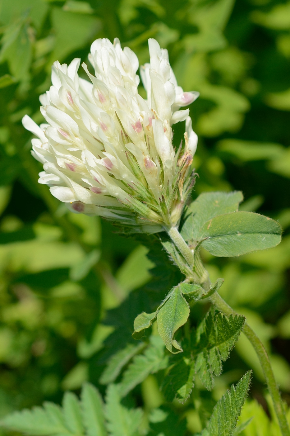 Image of Trifolium canescens specimen.