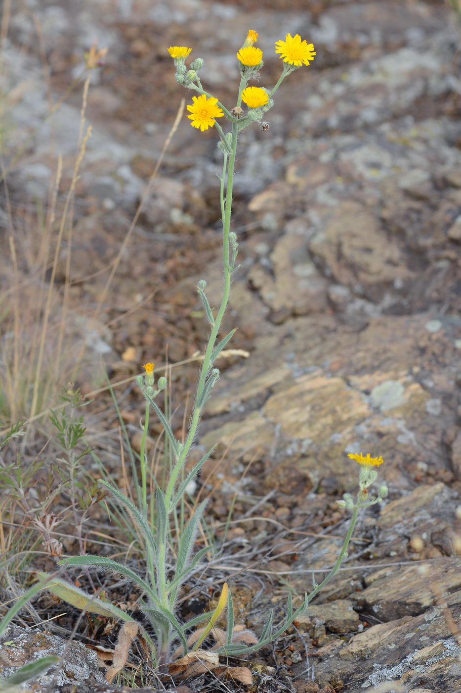 Image of Pilosella echioides specimen.