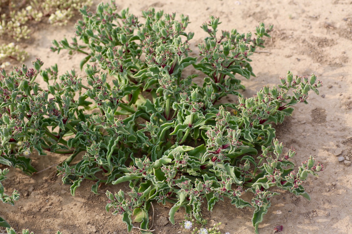 Image of Mesembryanthemum guerichianum specimen.