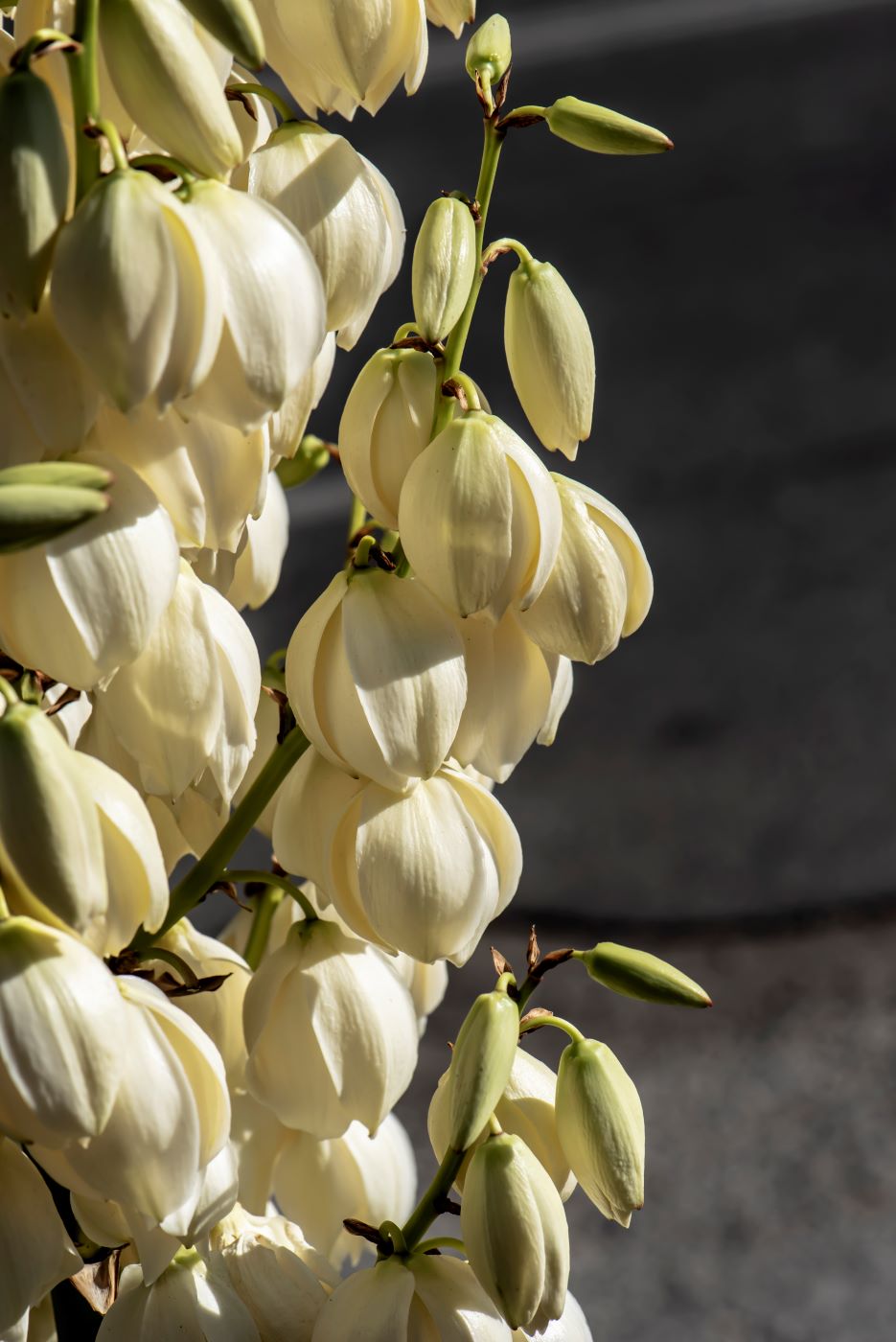 Image of genus Yucca specimen.