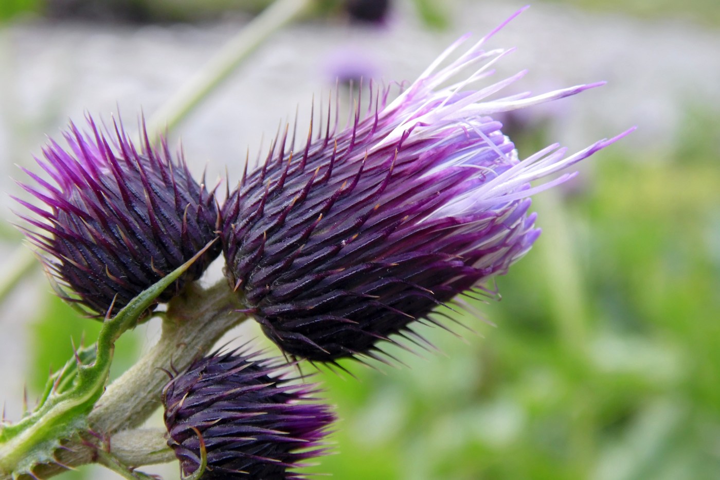 Image of Cirsium sychnosanthum specimen.