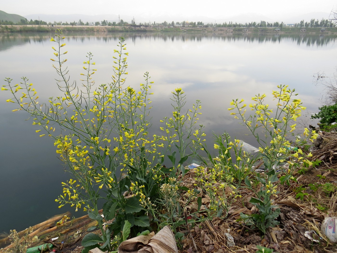 Image of Brassica oleracea specimen.