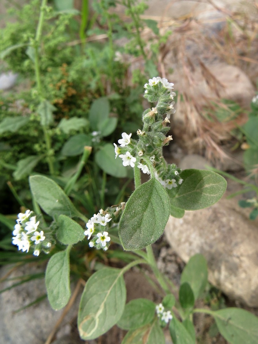 Изображение особи Heliotropium ellipticum.