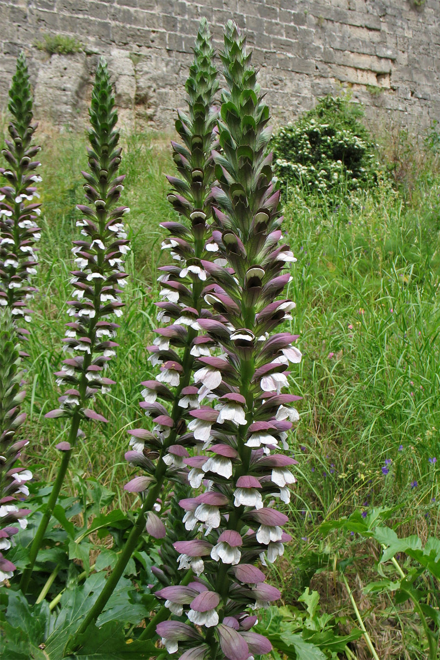 Image of Acanthus mollis specimen.