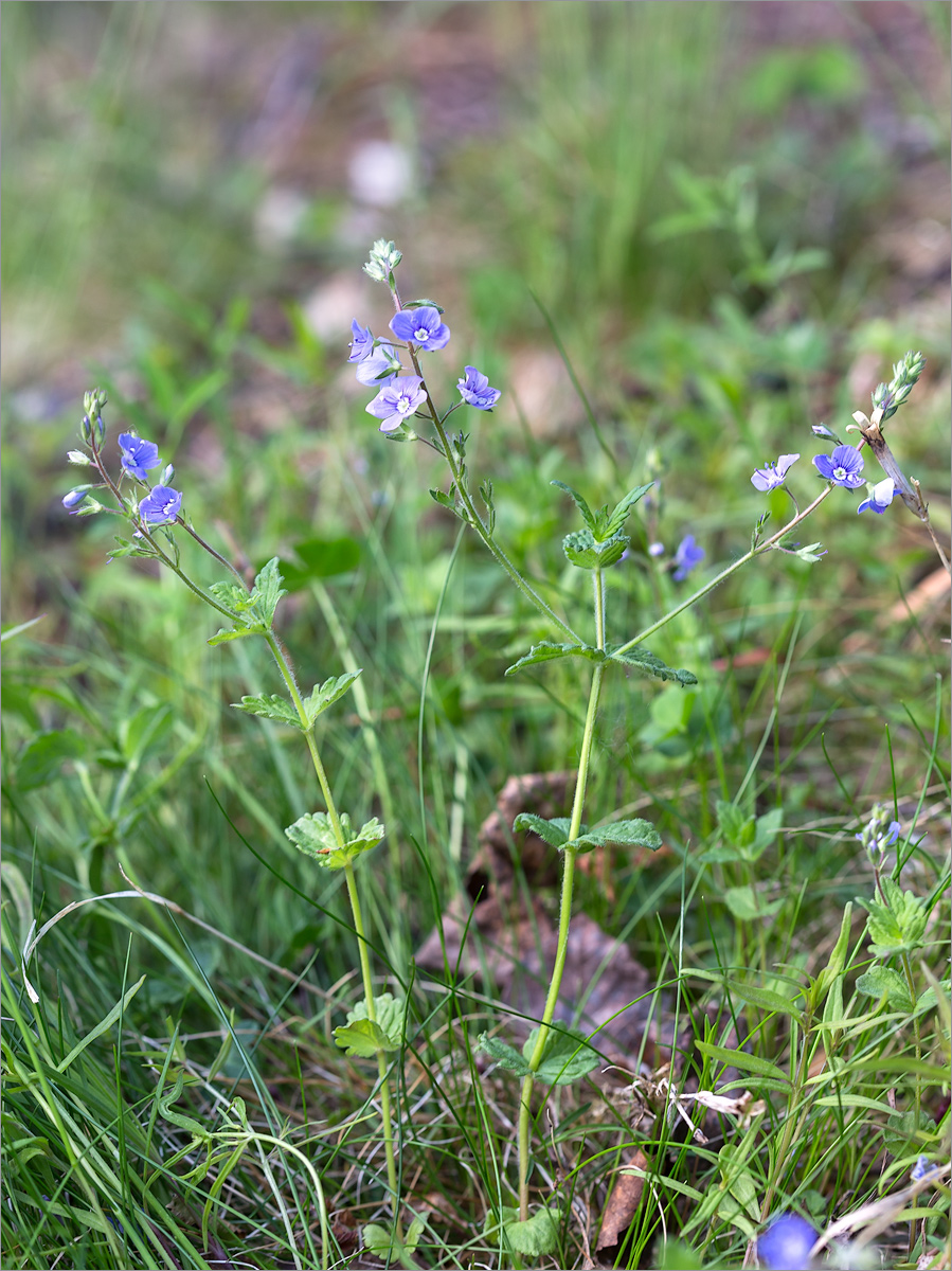 Image of Veronica chamaedrys specimen.