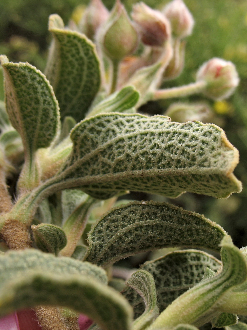 Image of Cistus parviflorus specimen.