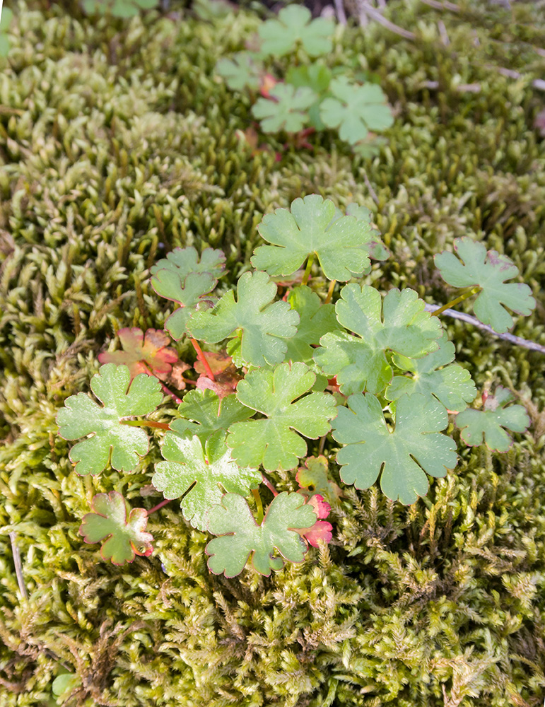 Image of Geranium lucidum specimen.