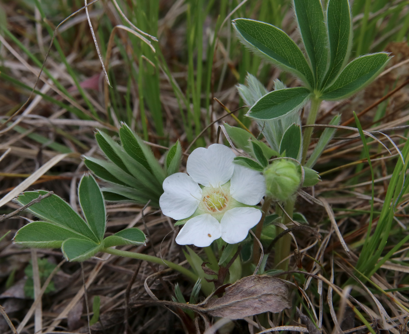 Изображение особи Potentilla alba.