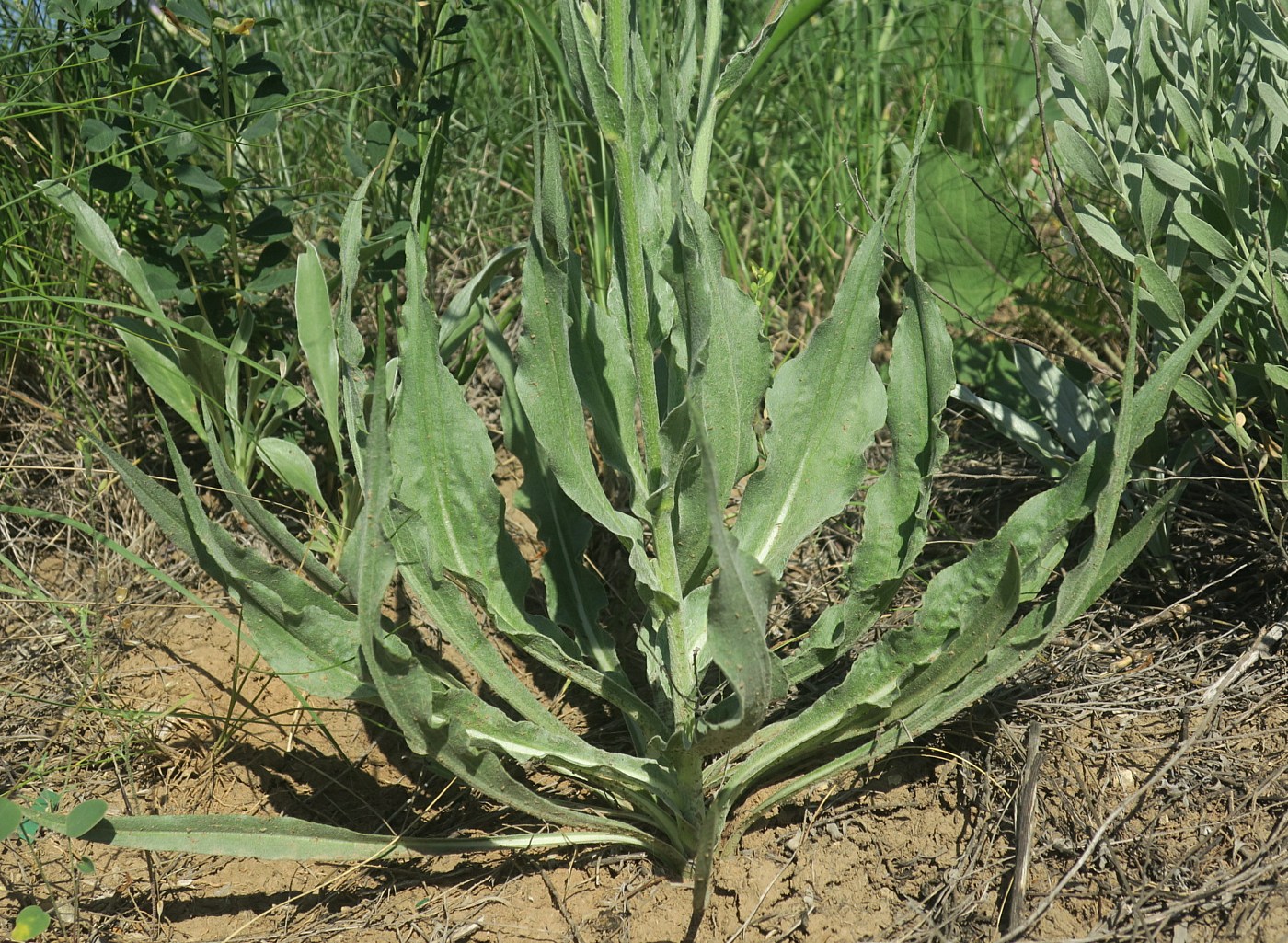 Image of Scorzonera taurica specimen.