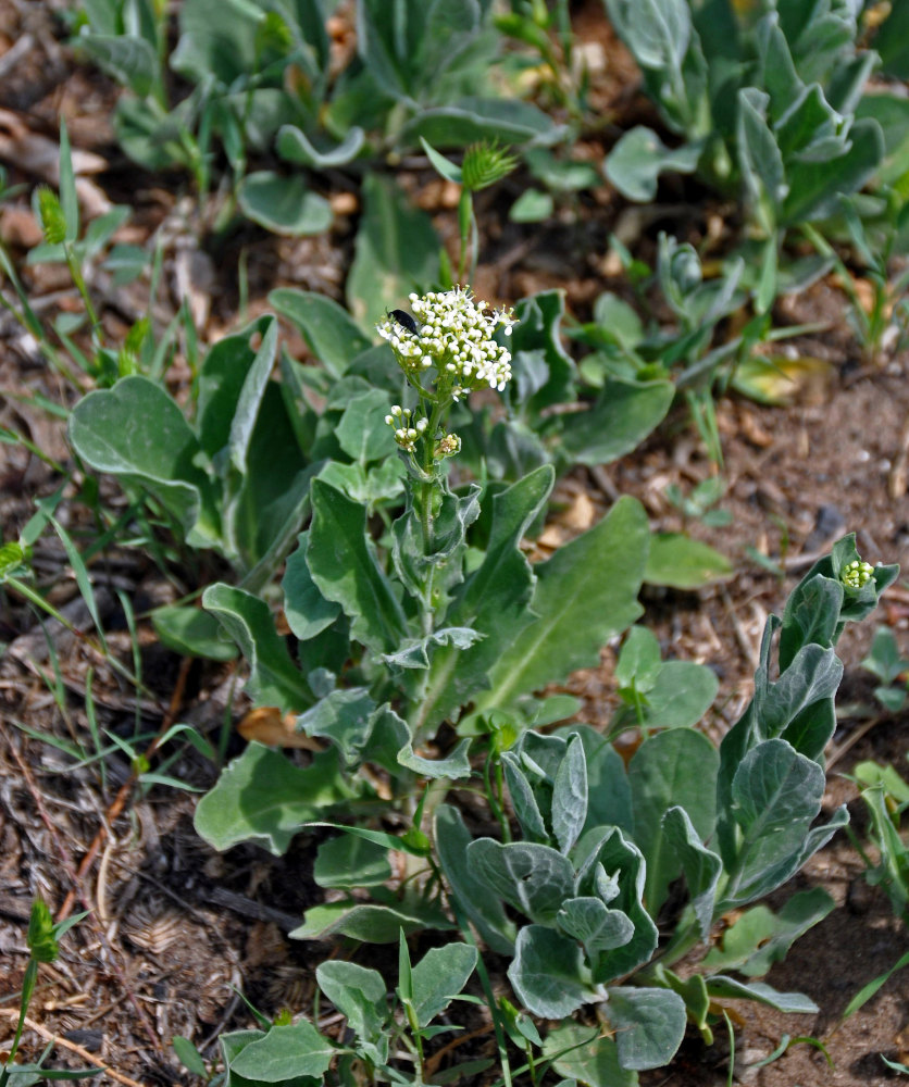 Image of Cardaria draba specimen.