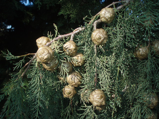 Image of Cupressus sempervirens specimen.