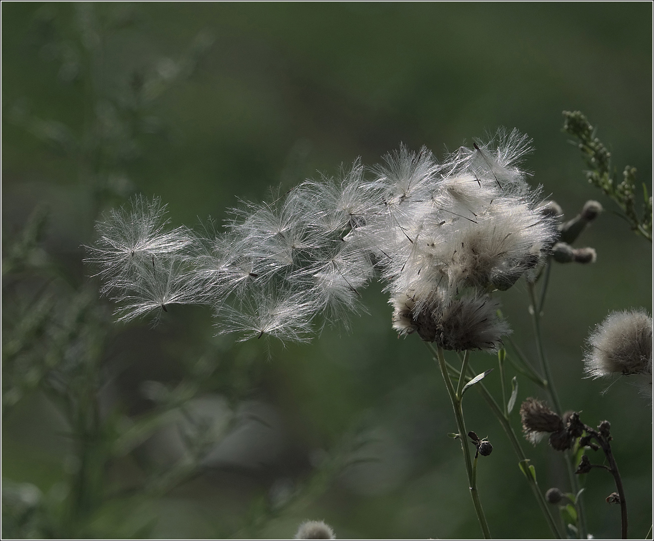 Изображение особи Cirsium setosum.