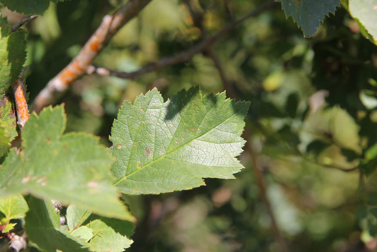 Image of Crataegus chlorocarpa specimen.