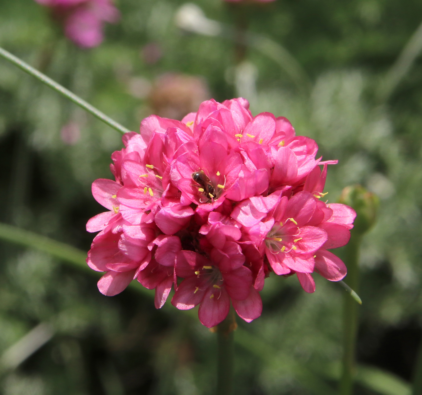 Изображение особи Armeria pseudarmeria.