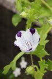 Nemophila maculata. Верхушка побега с цветком и бутонами. Коми, окр. г. Сыктывкар, пос. Максаковка, дачный участок. 05.07.2019.