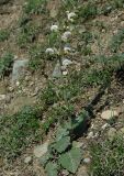 Salvia verbascifolia. Цветущее растение на сухом каменистом склоне. Азербайджан, Гёйгёльский р-н, с. Зурнабад. 16.04.2010.