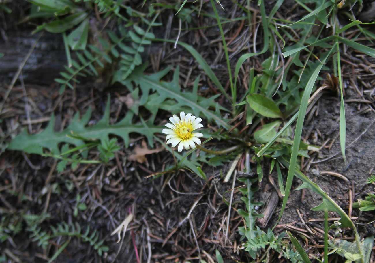 Изображение особи род Taraxacum.