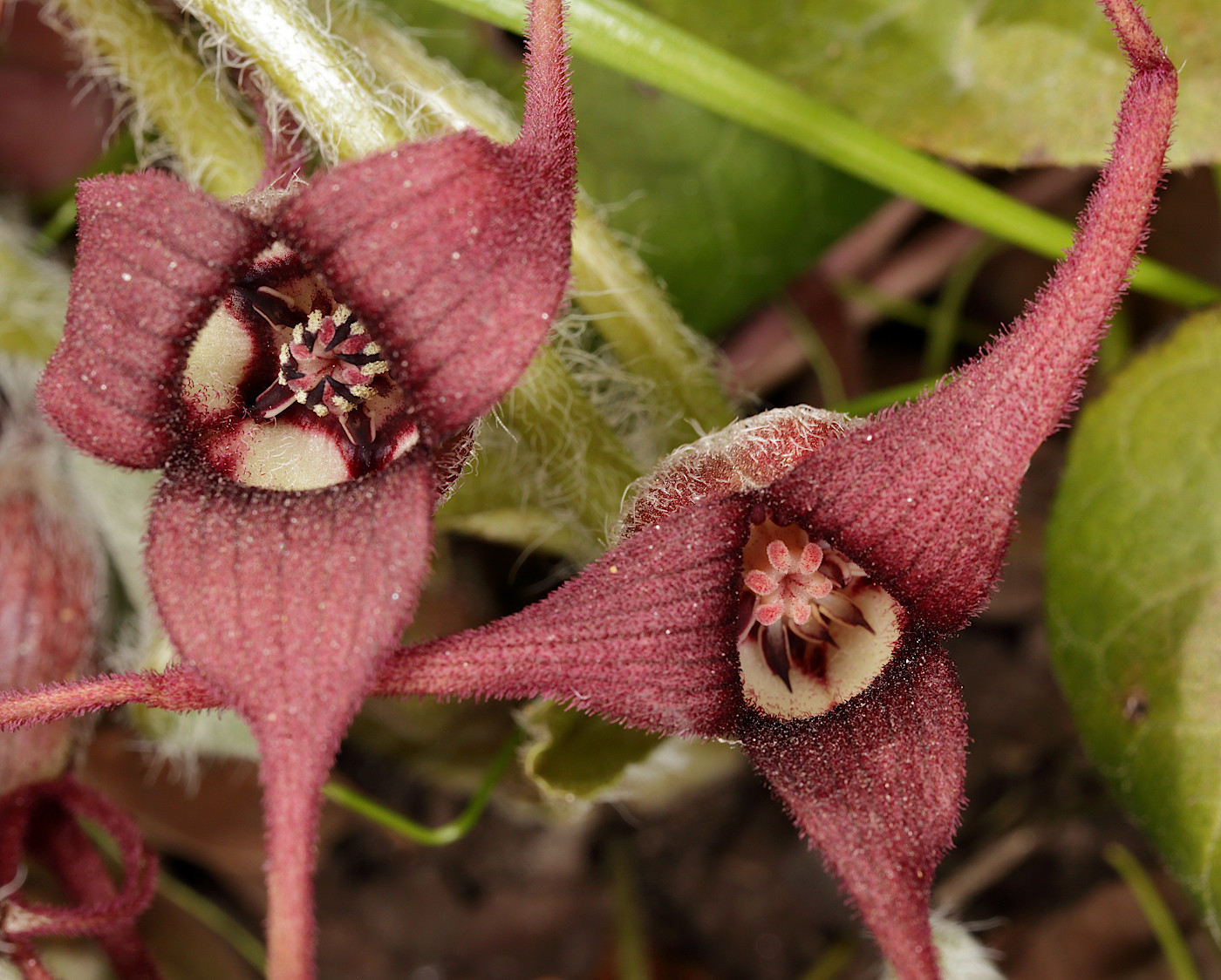 Изображение особи Asarum caudatum.