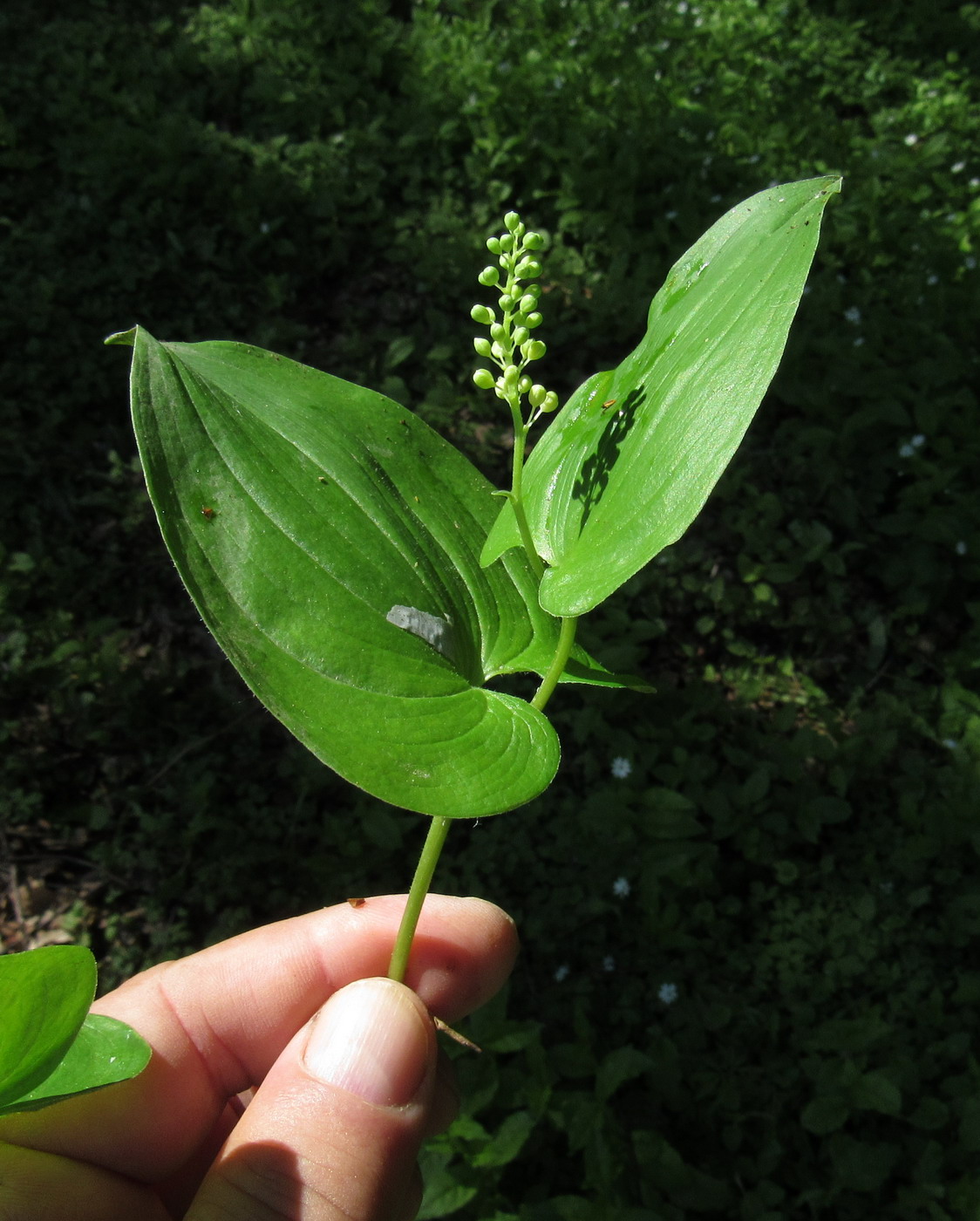 Изображение особи Maianthemum intermedium.