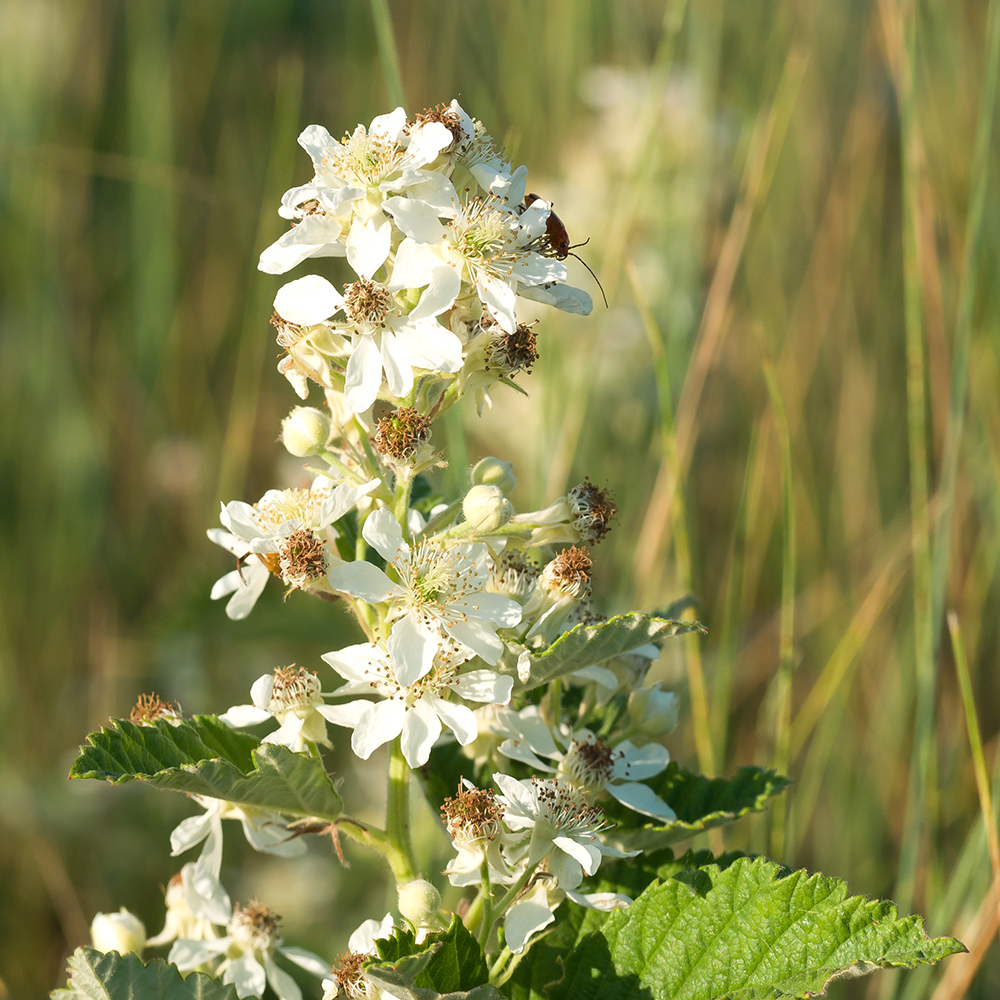 Image of Rubus candicans specimen.