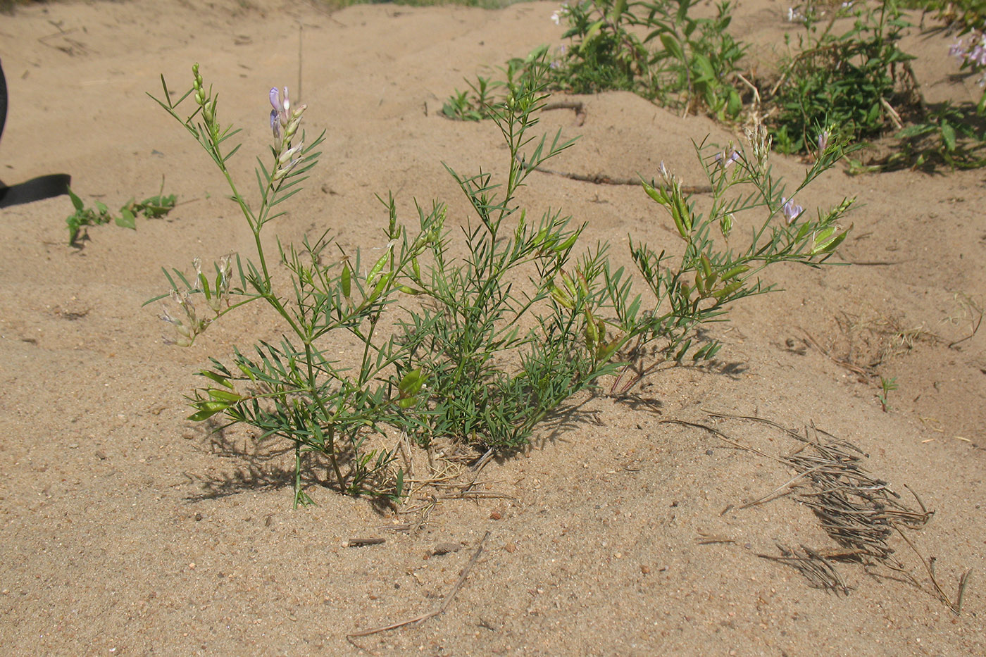 Image of Astragalus arenarius specimen.