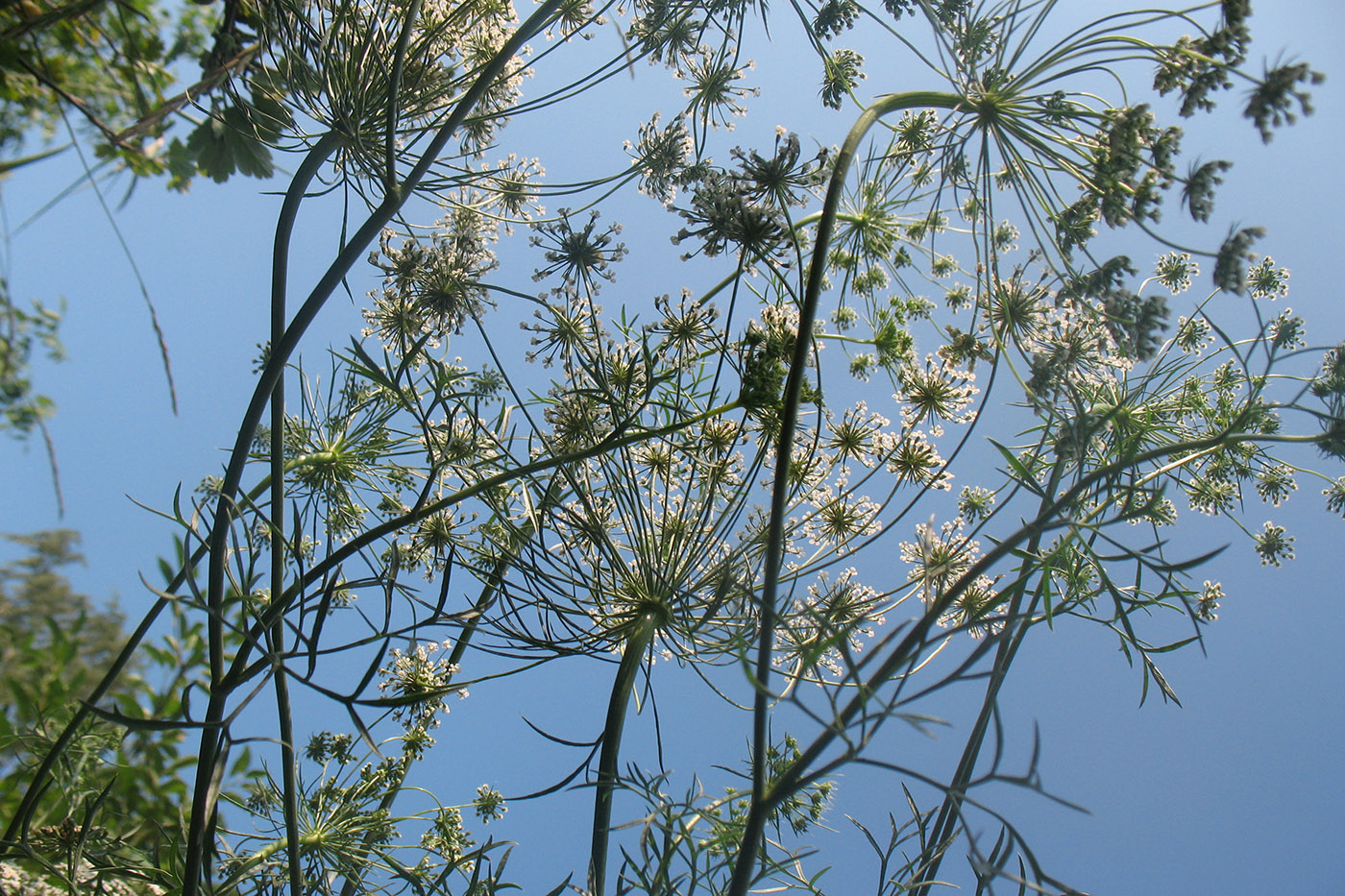 Image of Ammi majus specimen.