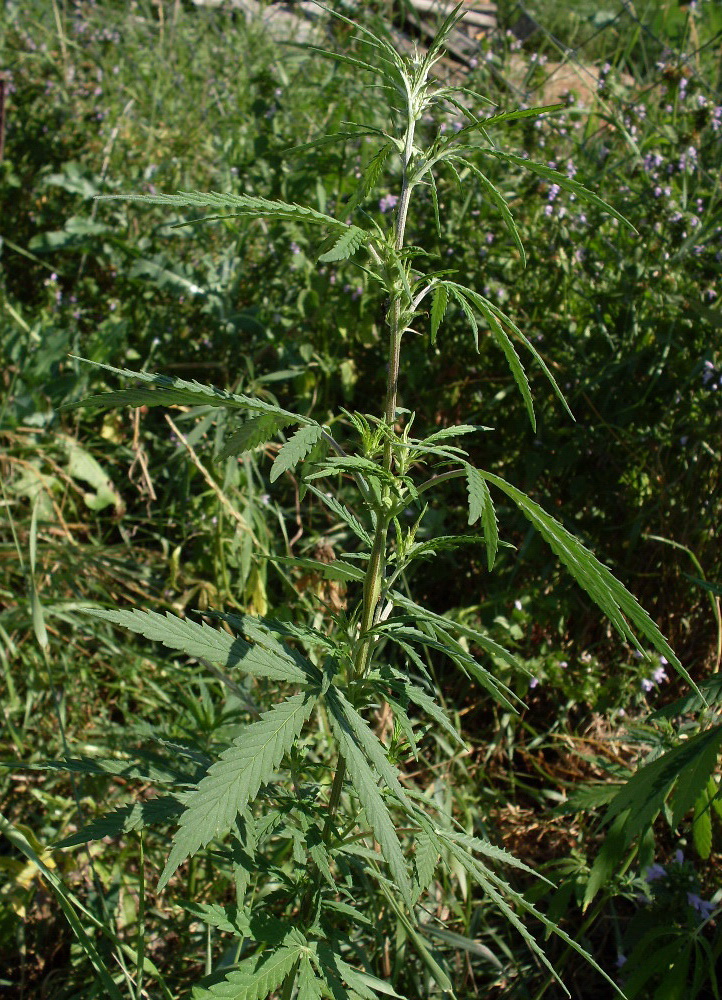 Image of Cannabis sativa var. spontanea specimen.