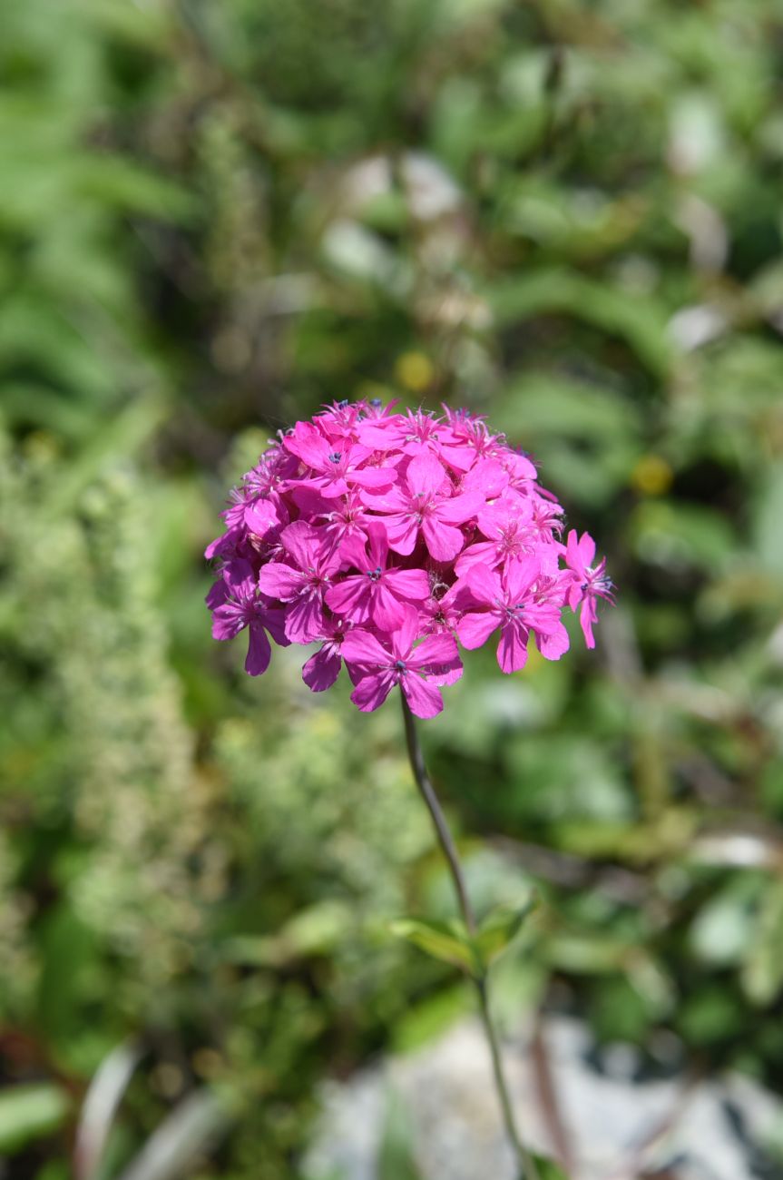 Image of Silene compacta specimen.