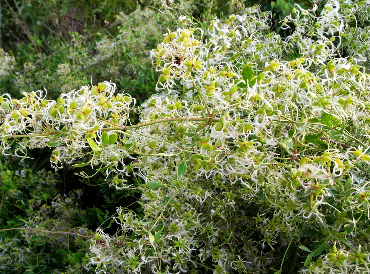 Image of Clematis lathyrifolia specimen.