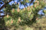 Pinus sylvestris