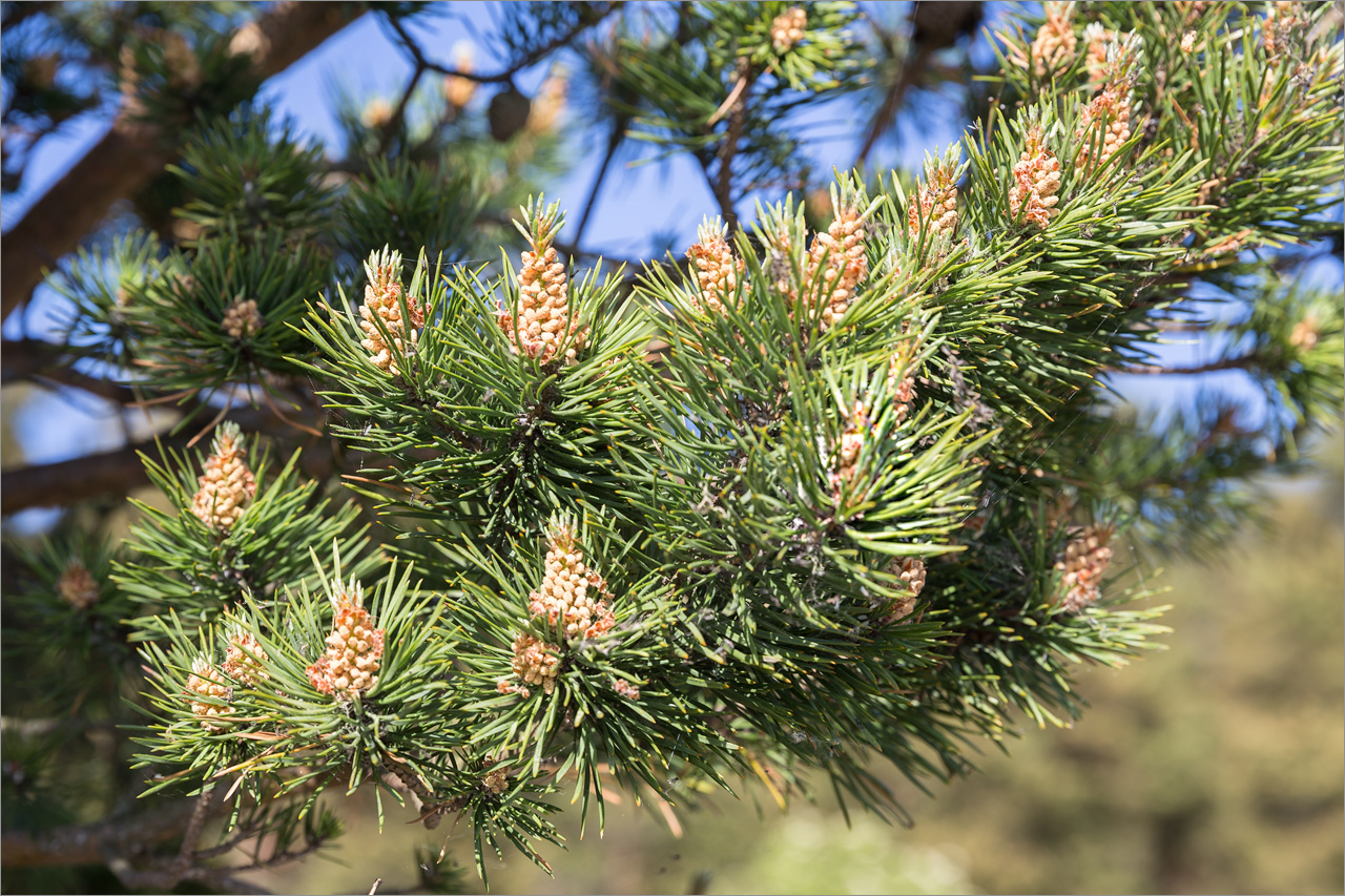 Изображение особи Pinus sylvestris.