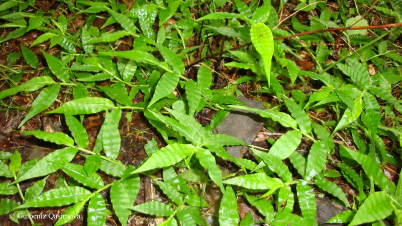 Image of Oplismenus undulatifolius specimen.