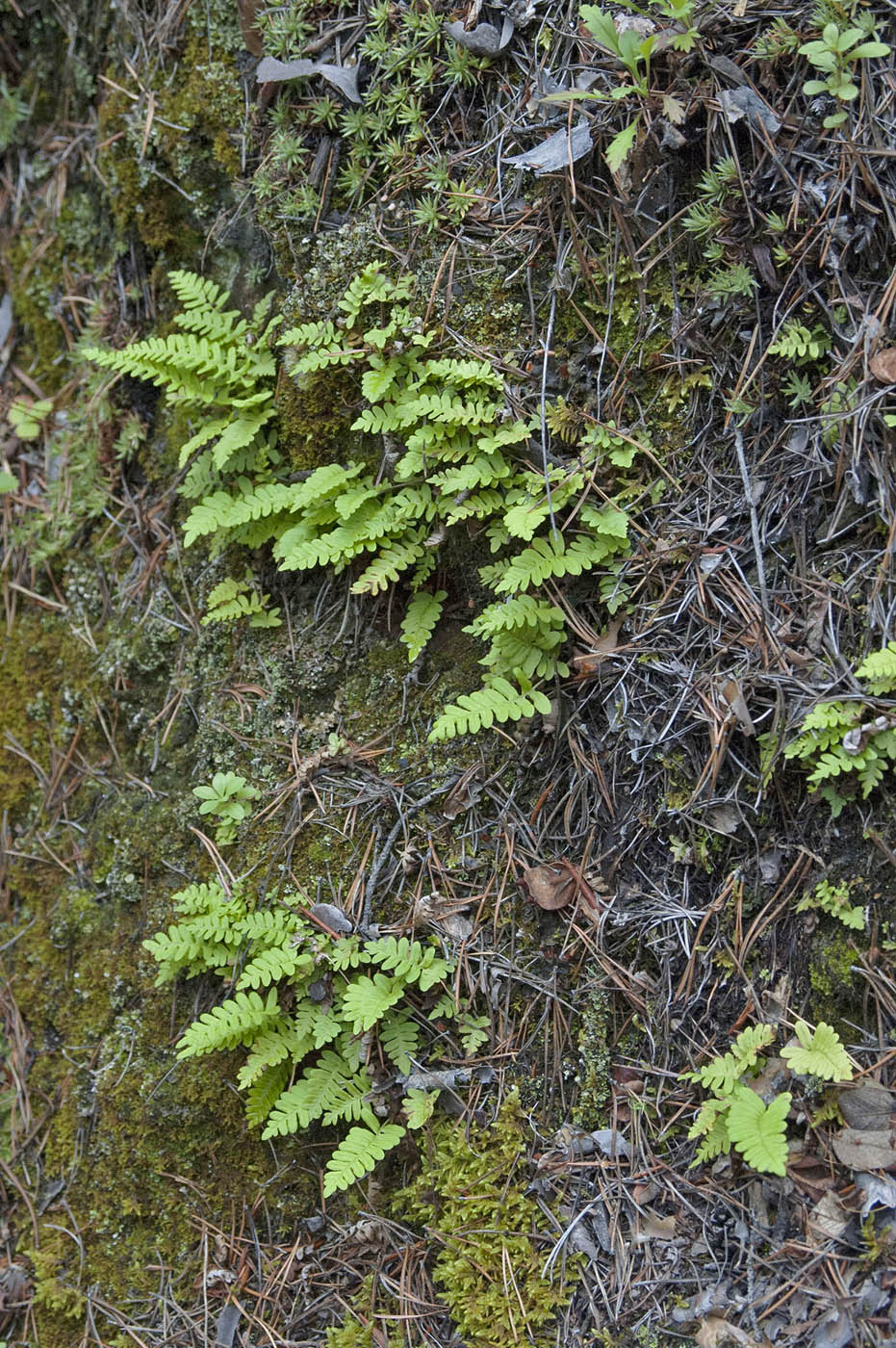 Изображение особи Polypodium sibiricum.