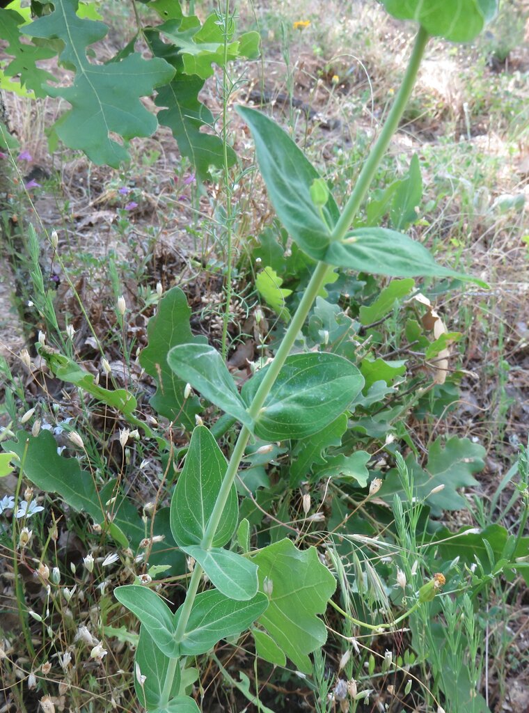 Image of Hypericum montbretii specimen.